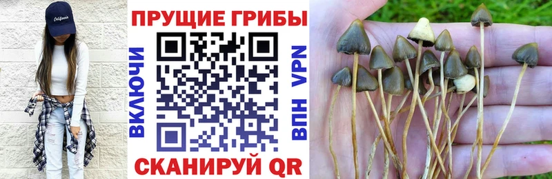 Галлюциногенные грибы Cubensis Избербаш